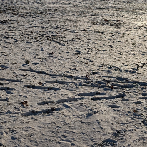 Ball in the snow.