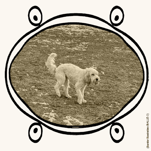dog walking on grass