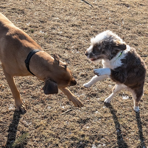 two dogs wresteling