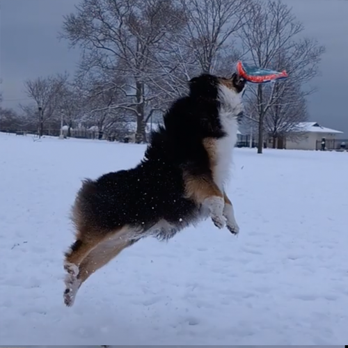 Gretel catches frisbee