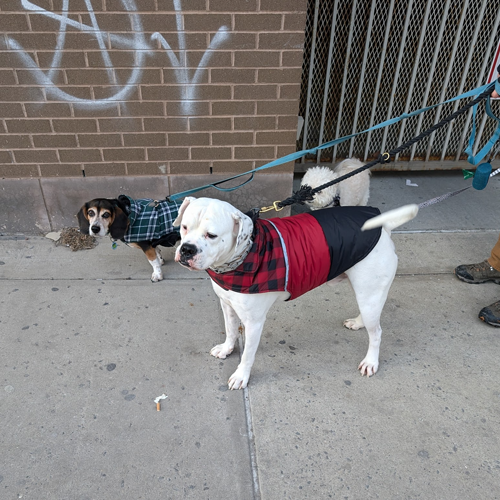Ham the dog with a friend.
