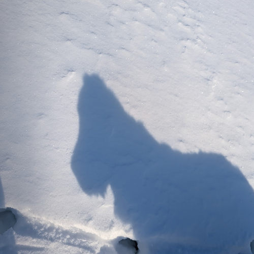 picture of a dog shadow.