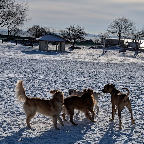 picture of dogs in the snow.
