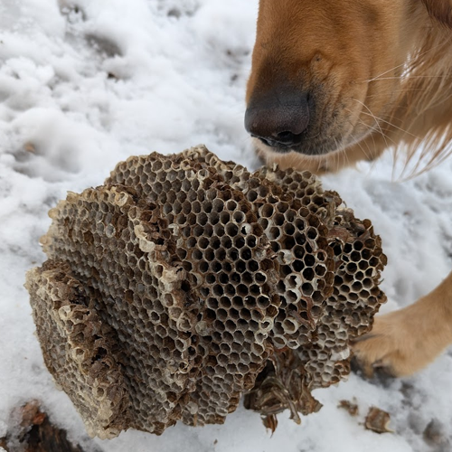 Hornets Nest and Dog