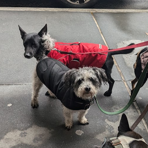 Buckles takes a stroll off Central Park West.