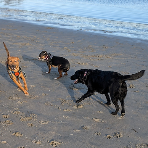 two dogs wresteling