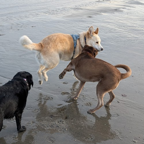 Gretel catches frisbee