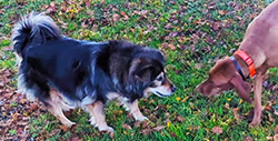 Two dogs looking at each other.