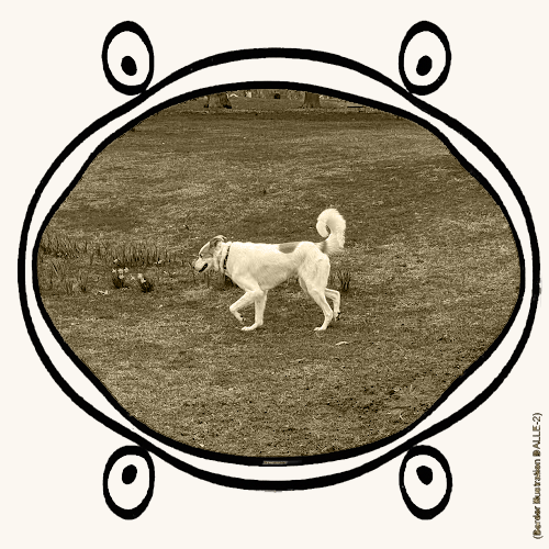 dog walking on grass