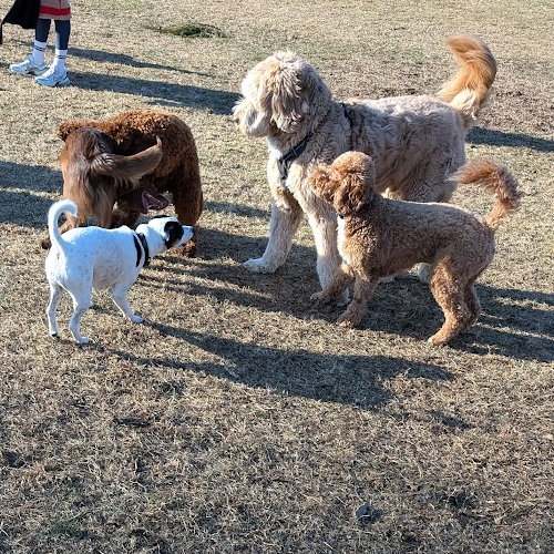 Teddy talks to other dogs.