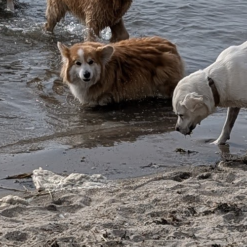 two dogs wresteling