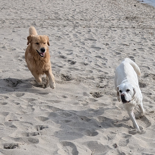 Gretel catches frisbee