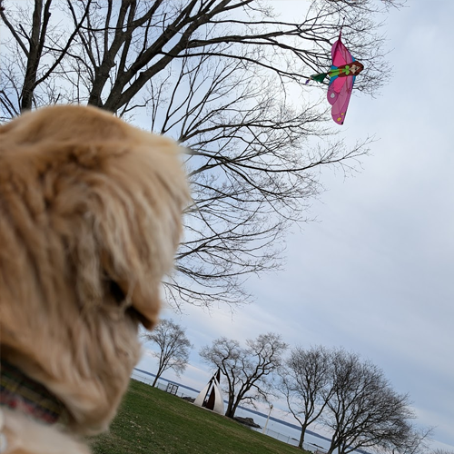 dog looking at a kite in a tree.