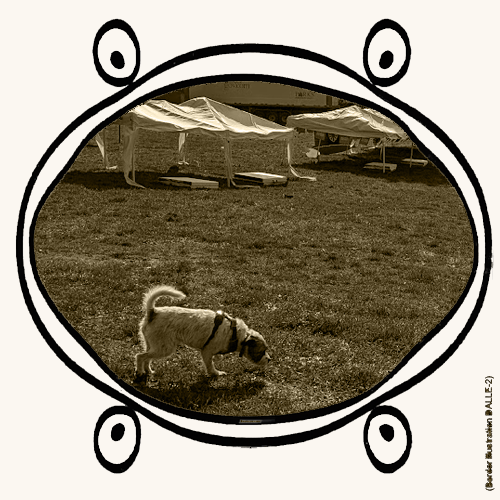 dog walking with tents
