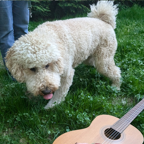 dog looking a guitar