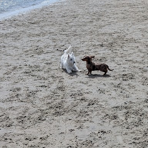 two small dogs staring at eachother