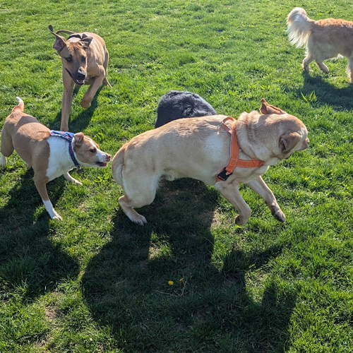 dogs wrestling