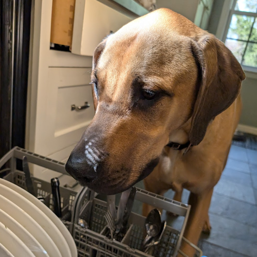 Dog looking at dishwasher.