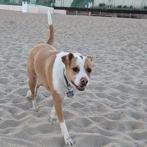 picture of a dog on the beach.