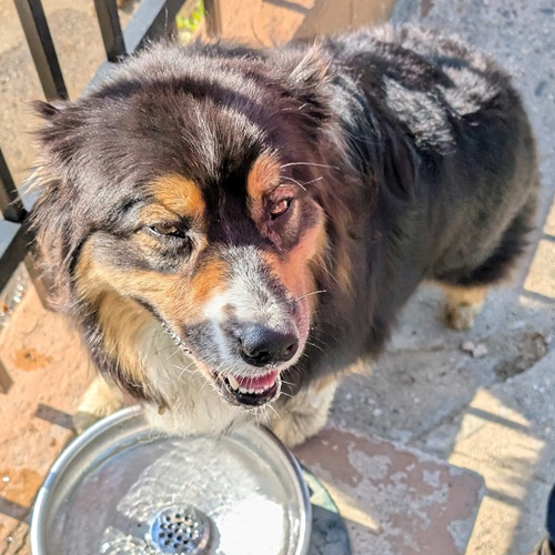 dog drinking out of a water fountain.