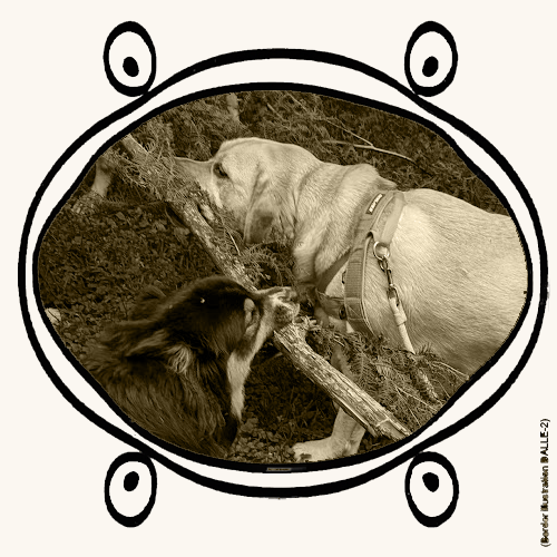 two dogs grabbing a branch