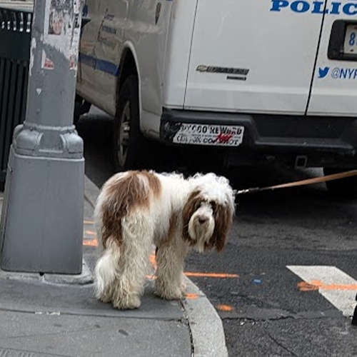 Dog looking back from street corner with police van in background