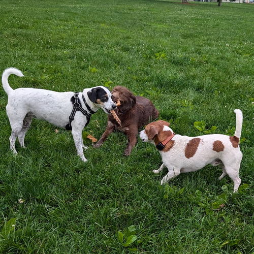 Dogs pulling on a stick