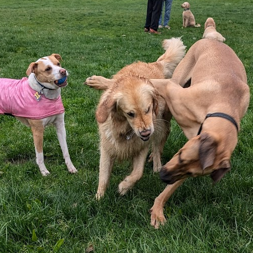 dogs wrestling