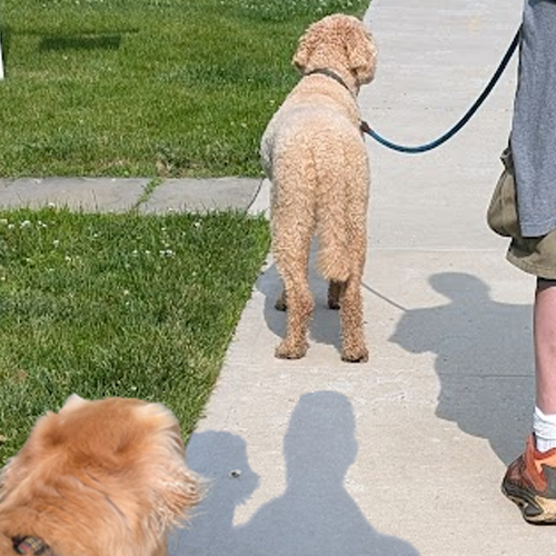 dog drinking out of a water fountain.