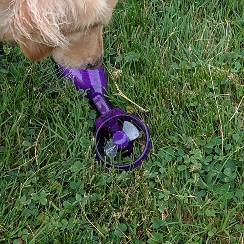 dog sniffs a fan in the grass