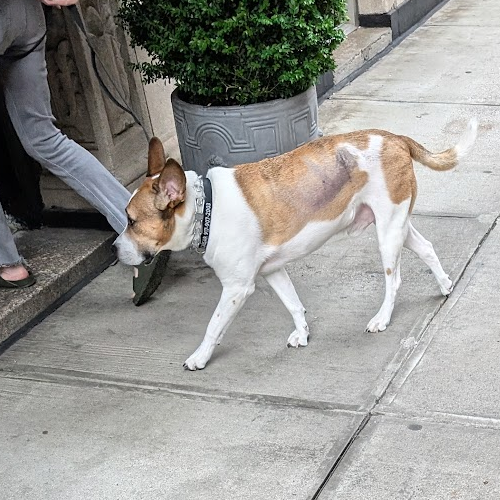 city dog enters lobby