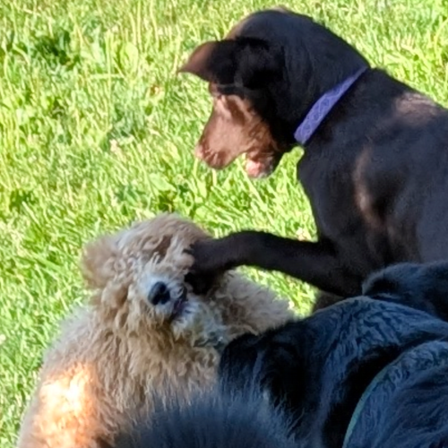 Daisy gets a paw to the jaw