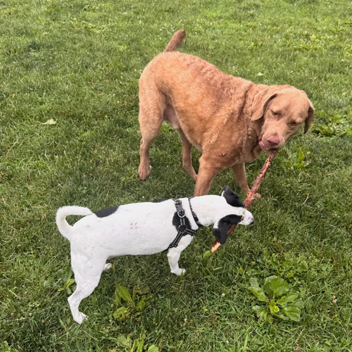 Dogs pulling on a stick