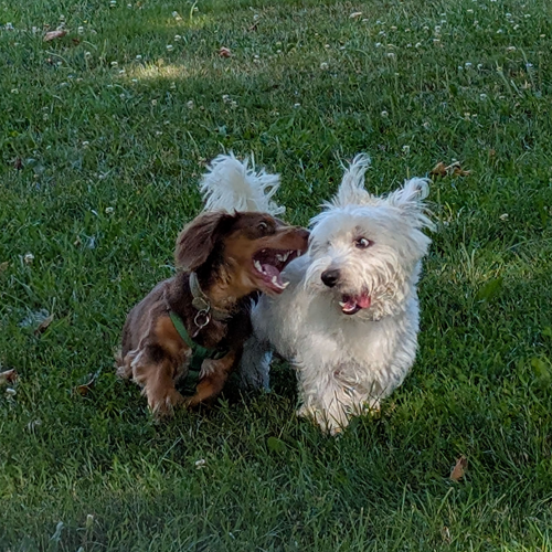 dogs wrestling