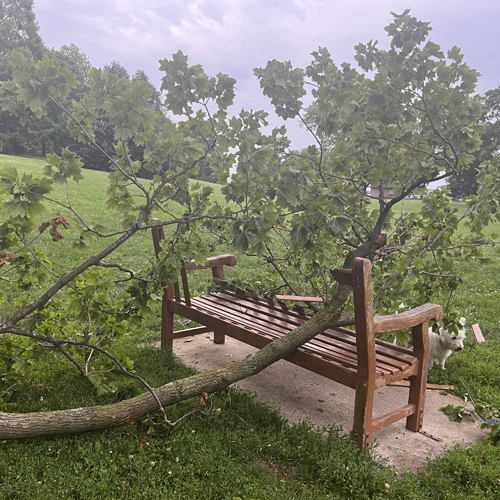 picture of a dog with branch on bench.