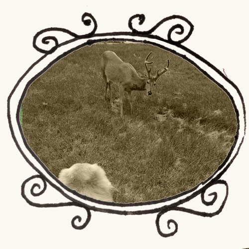 dog sees a deer