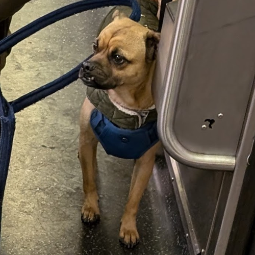 city dog enters lobby