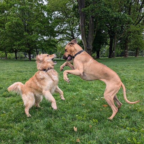 Barley shows Penny who's boss