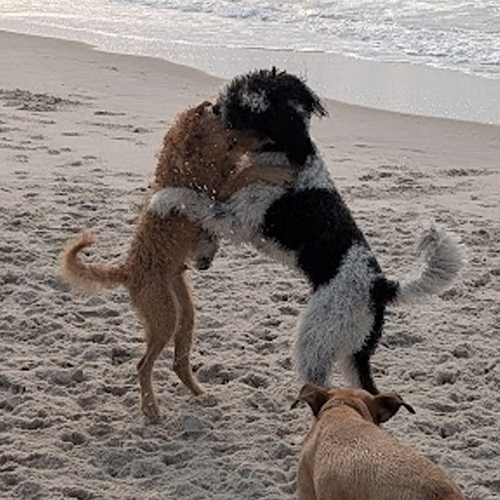 Dogs pulling on a stick