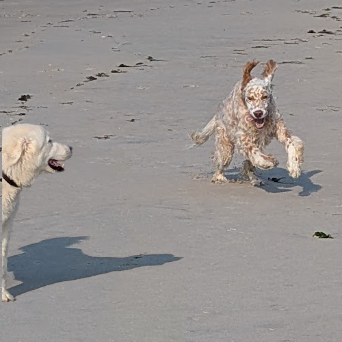 dogs wrestling