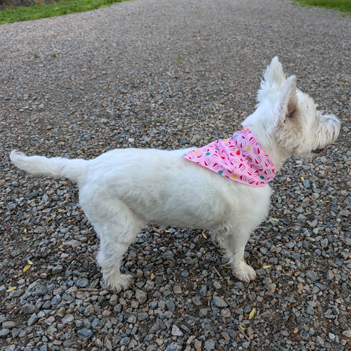 Dog wears a scarf with birthday cake.
