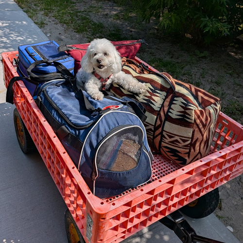 dog in a wagon
