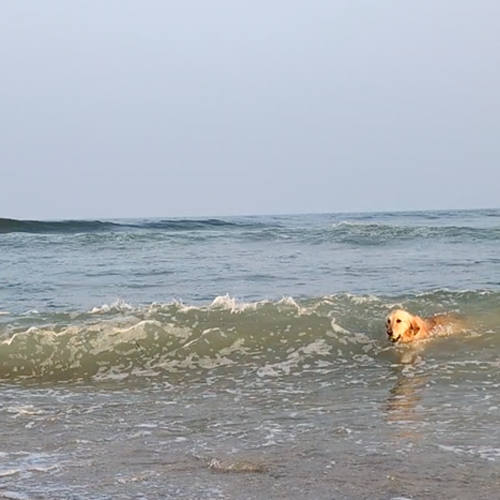 picture of a dog riding a wave.
