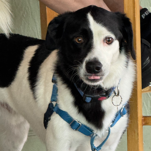 dog at a bar.
