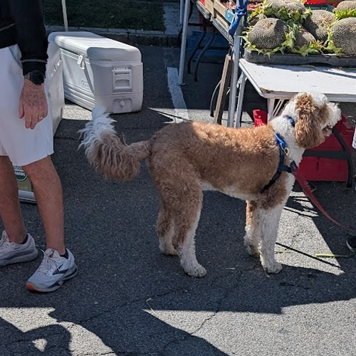 dog near a table at the farmers market