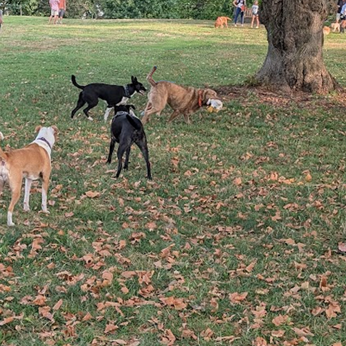 Dogs pulling on a stick
