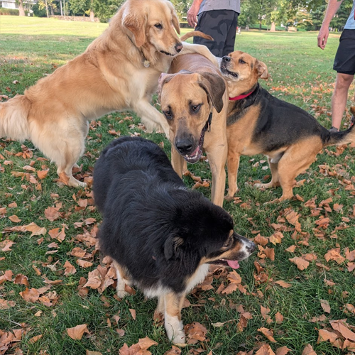 dogs wrestling