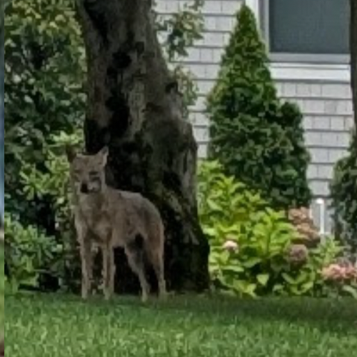 picture of a coyote near a house.