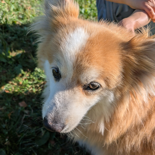 marlo with no collar.