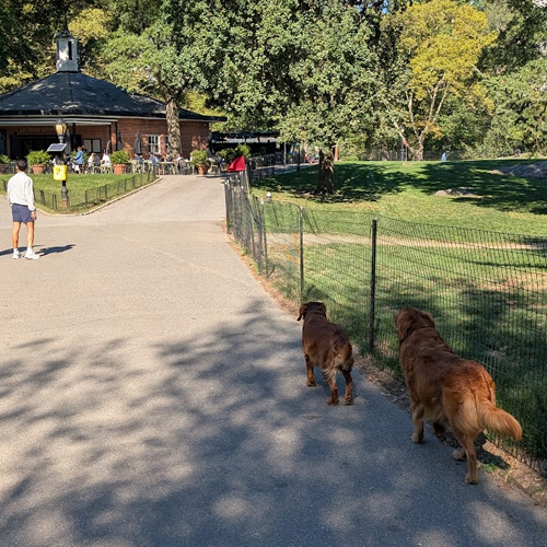 two dogs without leashes in Central Park.